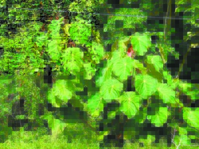 When does a species become invasive? A  1920s scientist showed us, partly by accident